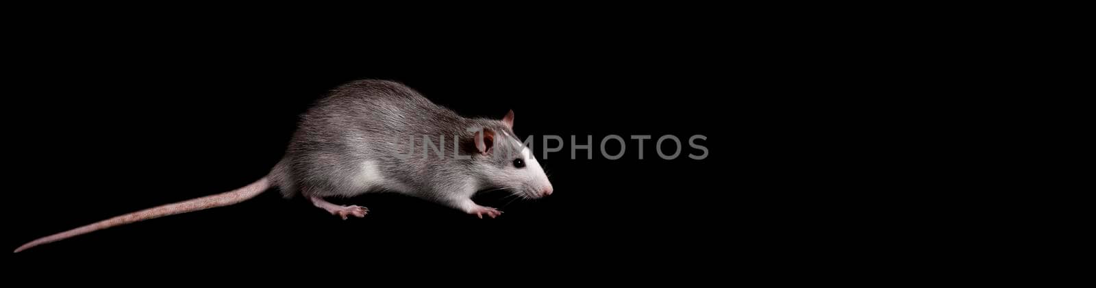 Gray rat isolated on dark black background. Rodent pet. Domesticated rat close up. The rat is looking at the camera. Long poster format
