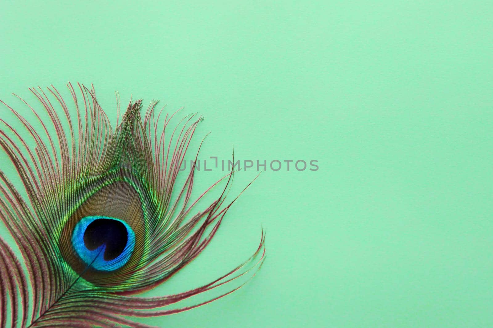 Detail of peacock feather eye on dreen background. Luxury Abstract Texture for Peafowl wallpaper, blue-green color. Indian peafowl extravagant plumage - eye-spotted tail of covert feathers,