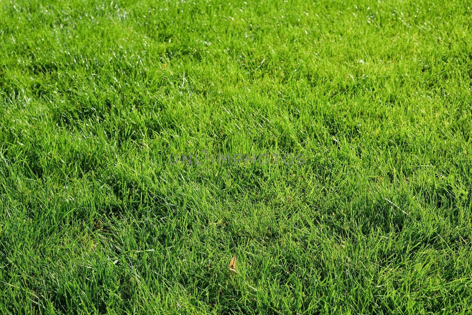 Bright green grass background. Fresh green grass field. Green grass texture for print, web use, posters and banners