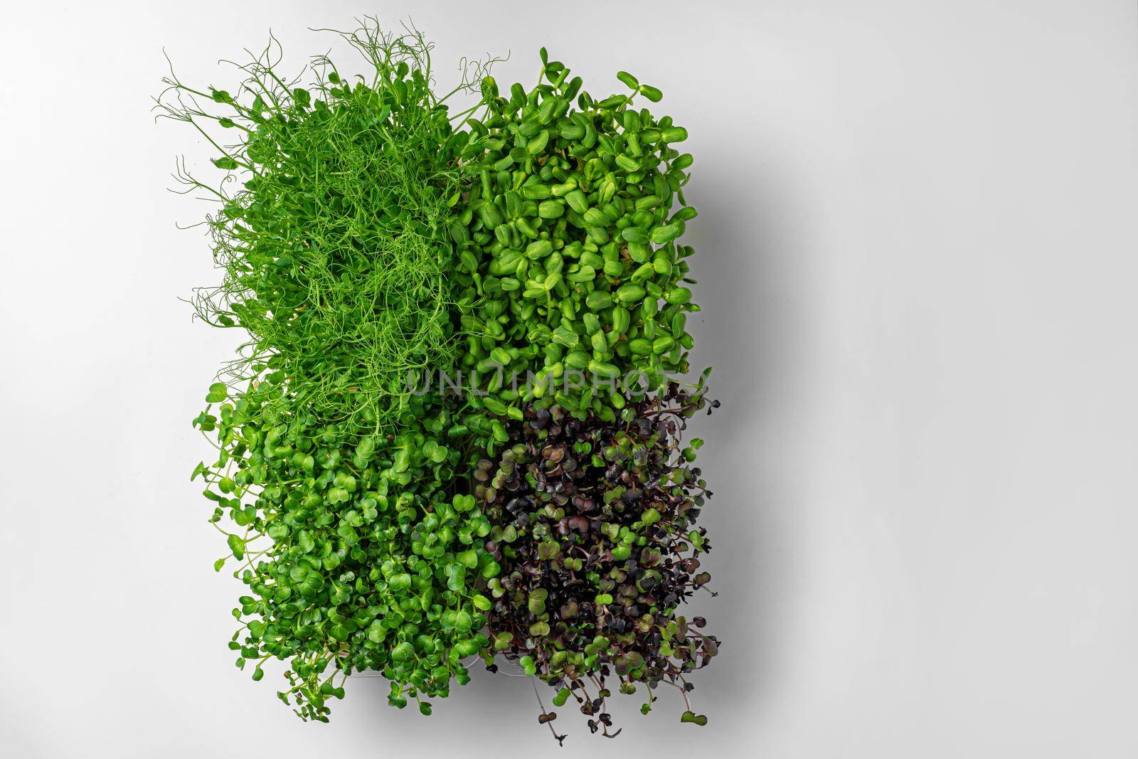 Top view of micro green trays on white background, copy space