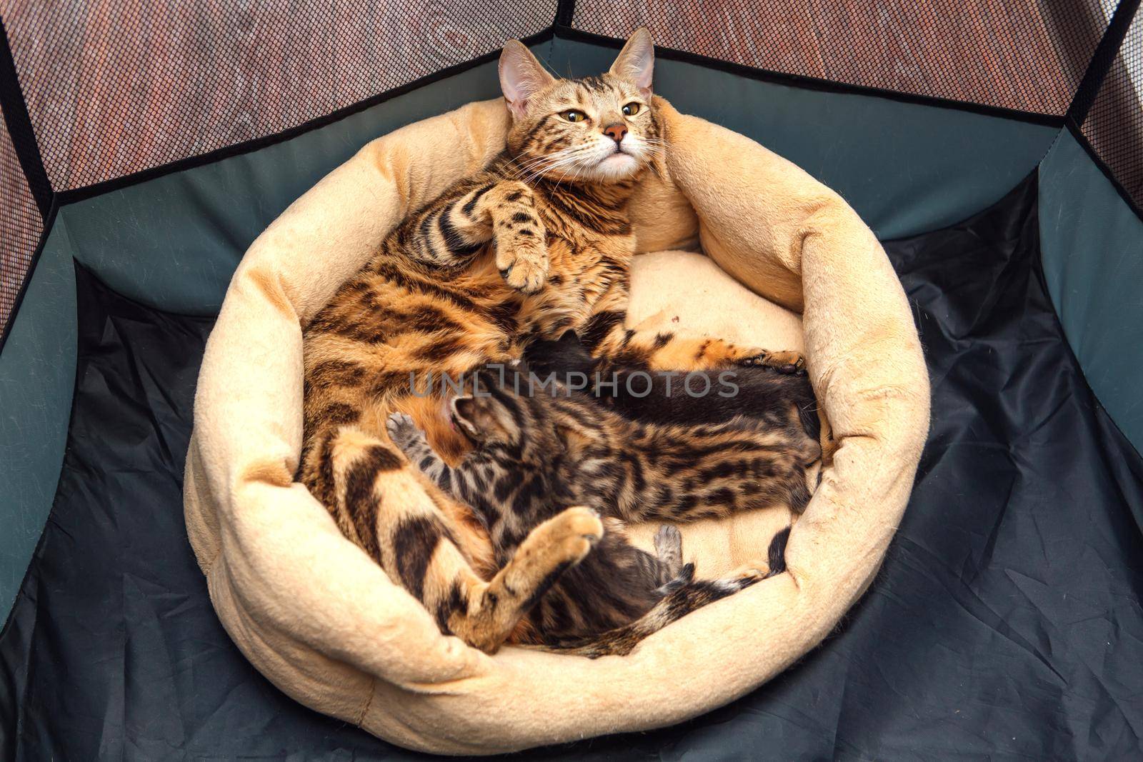Bengal cat feeds her little kittens with breast by Smile19