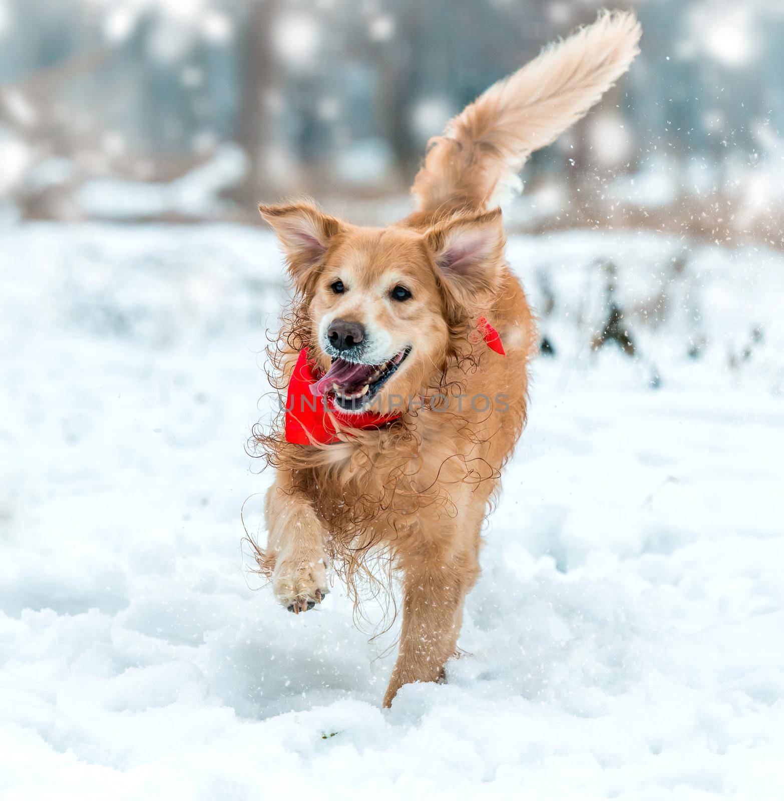 friendly active retriever walk at the snow