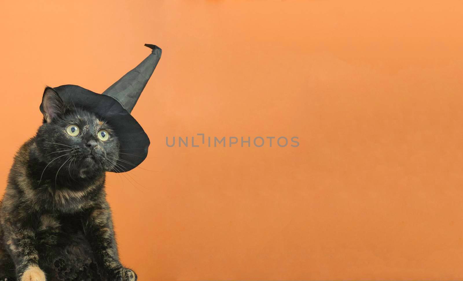 Funny black multi-colored cat in a black hat on the theme of a witch for Halloween on an orange background with a place for the text. by Ekaterina34