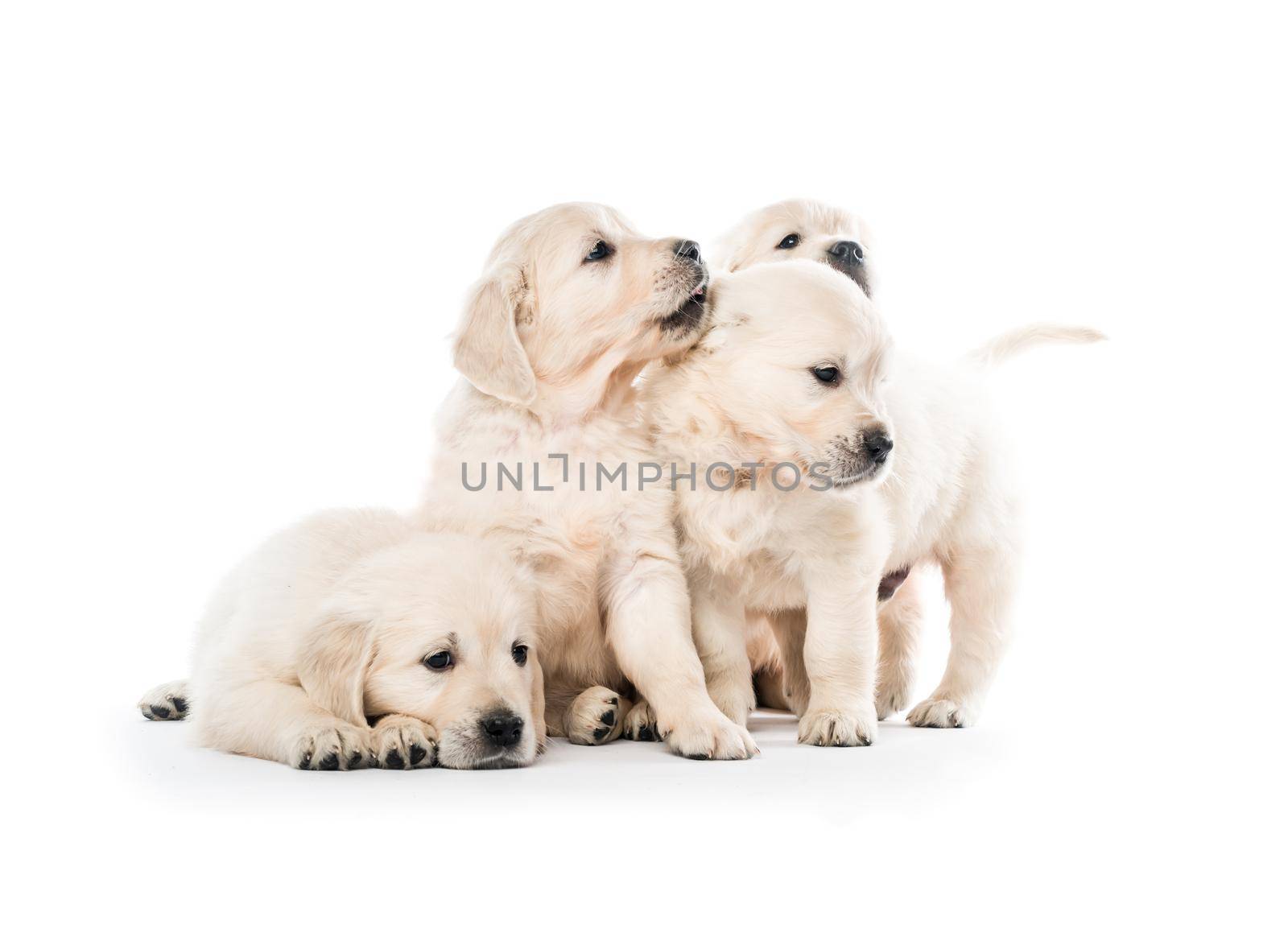 Four cute golden retriever puppies sitting together isolated on white background