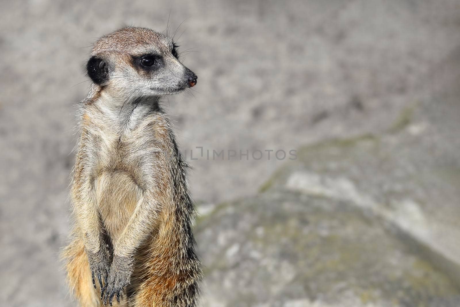 Very funny Meerkat Manor portrait in a clearing at the zoo . The meerkat or suricate is a small carnivoran belonging to the mongoose family. Meerkat close up. Copy space