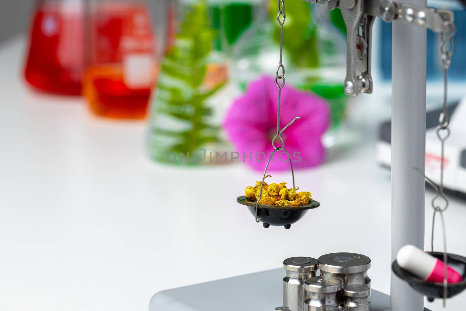 Laboratory scales with dry plants close up. Scientific research of plants concept