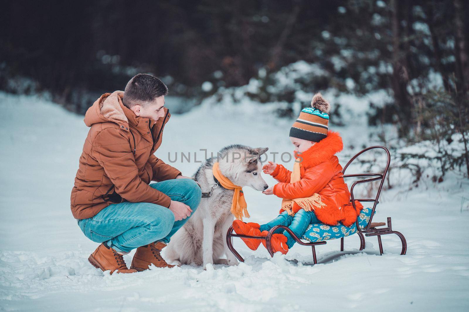 Husky in the woods with the owner and his daughter, a sleigh ride through the woods, fun husky games.new