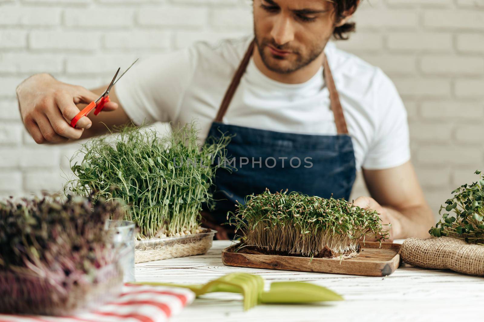 Attractive bearded man farmer taking care of sprouts of microgreens at his place