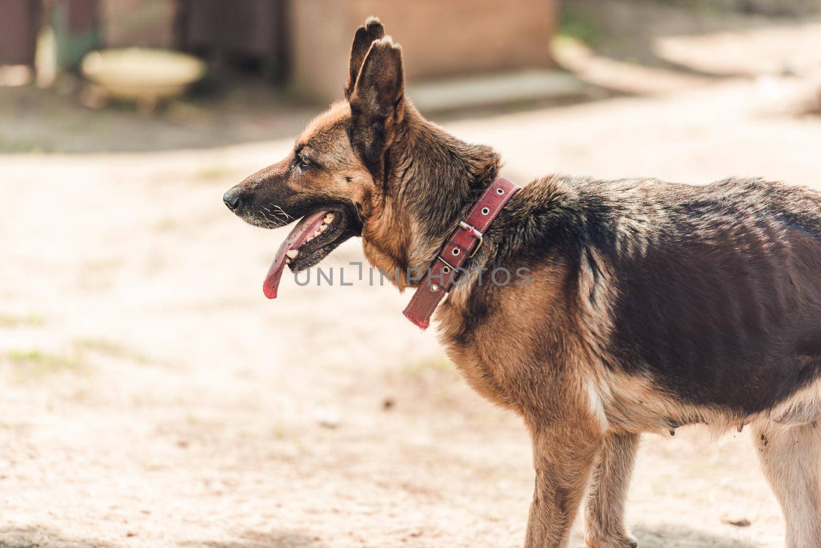 Purebred german shepherd outdoors by tan4ikk1