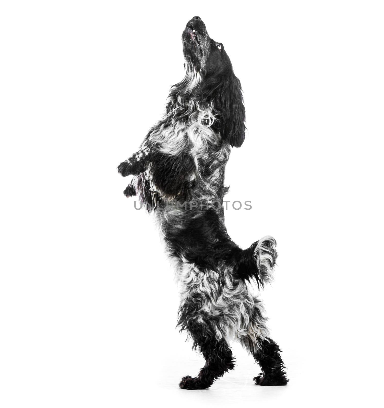 Cocker Spaniel puppy dog jump. Isolated on a white background