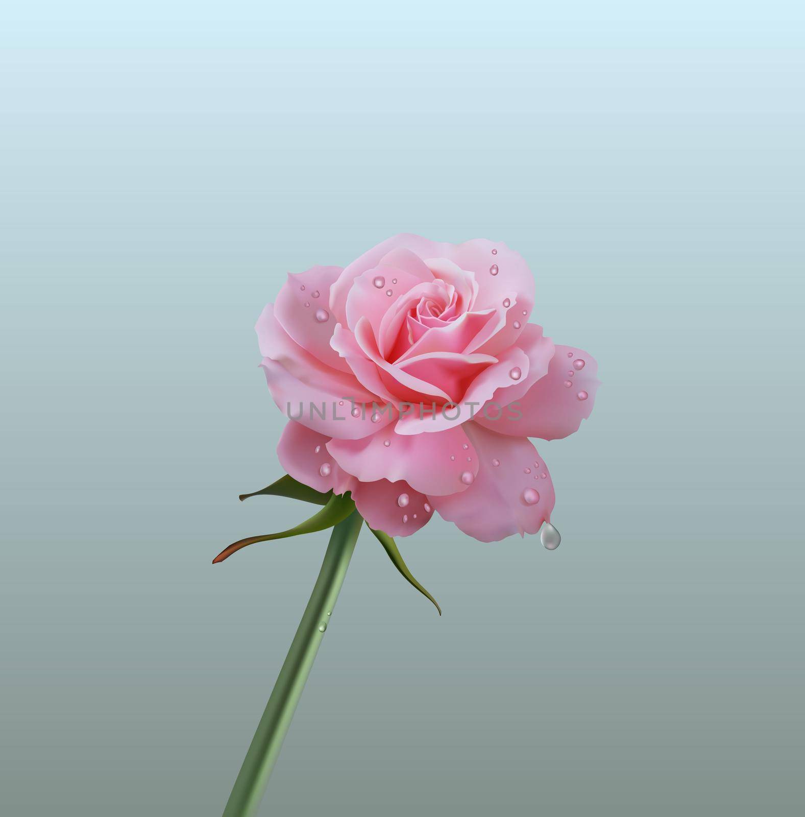 Realistic pink rose on white by mlanaa