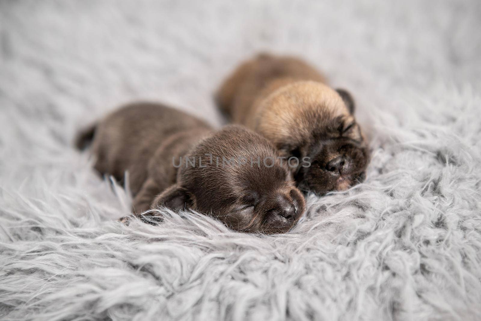 Little cute chihuahua breed puppies together on gray coverlet