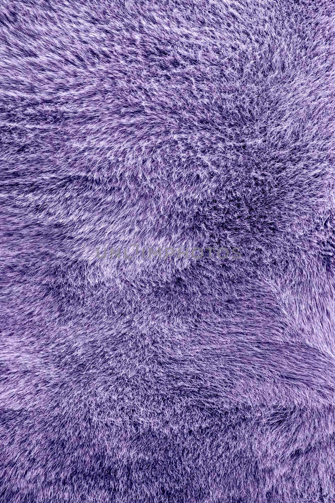 Texture of a cow coat toned in purple. Light purple or violet cow hair Close up. Real genuine natural fur. Banner with copy space for text.