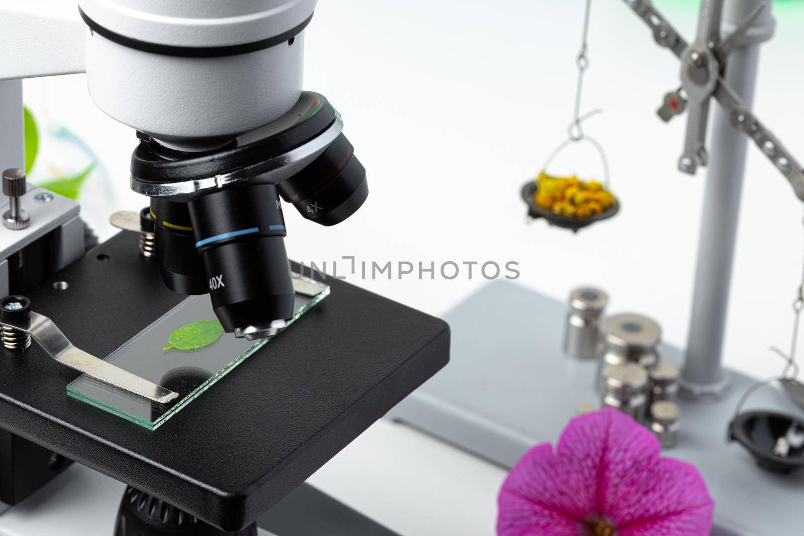 Medical laboratory. Scientific microscope with test tubes and plants for research