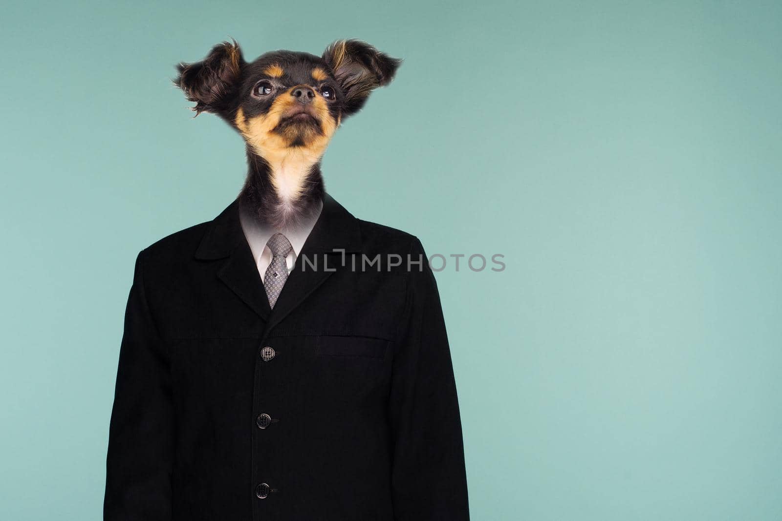 A Businessman With A Dog Head, Toy Terrier Wearing A Suite Over Isolated Background. by zartarn