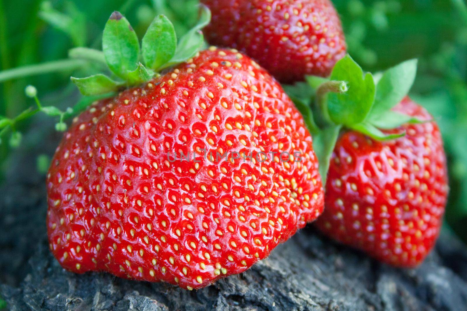 strawberry berry close up against a grass