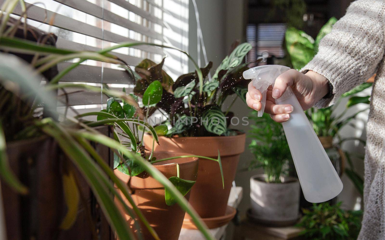 Female hand spraying water on indoor house plant on window sill with water spray bottle, take care of green house plants modern interior decoration by Annebel146