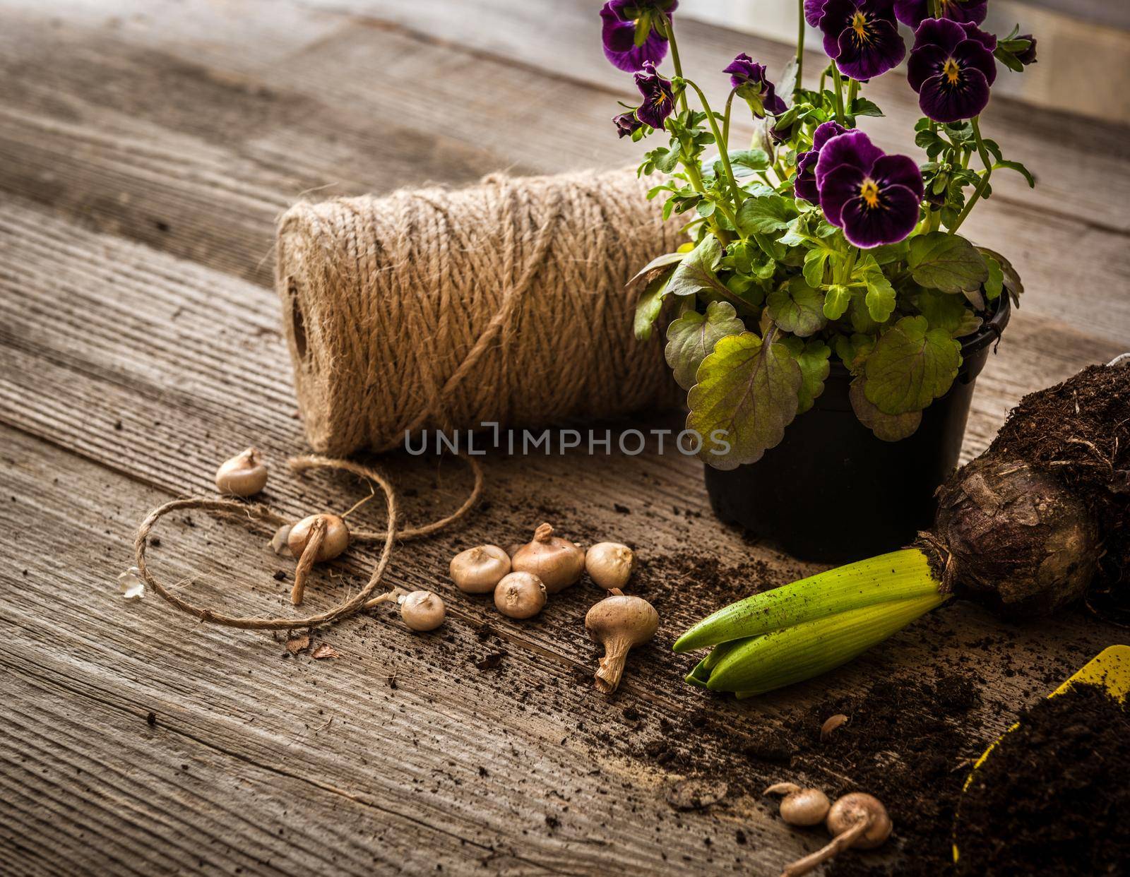 Plants for planting and garden accessories on a wooden table vintage