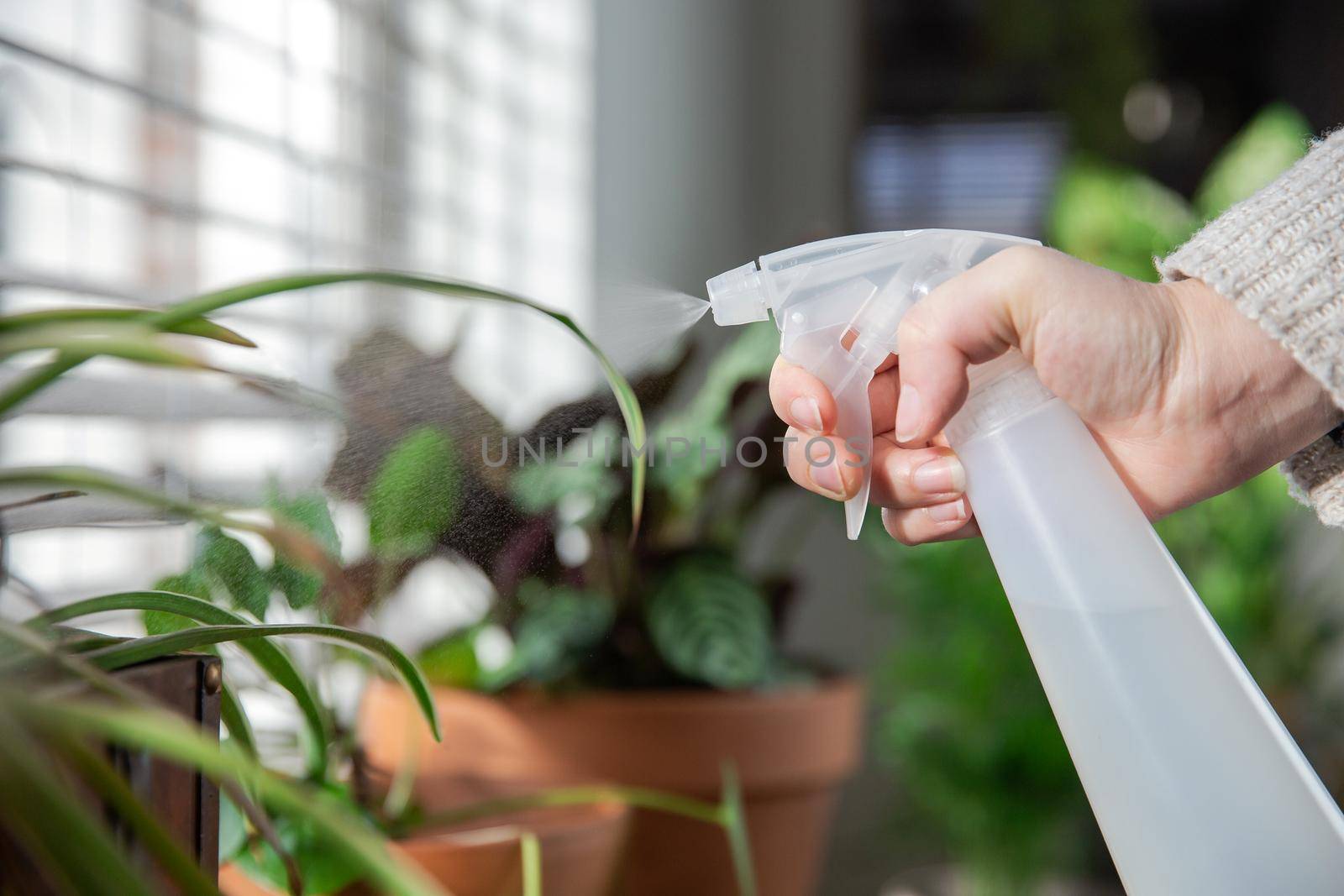 Female hand spraying water on indoor house plant on window sill with water spray bottle, take care of green house plants modern interior decoration cozy home