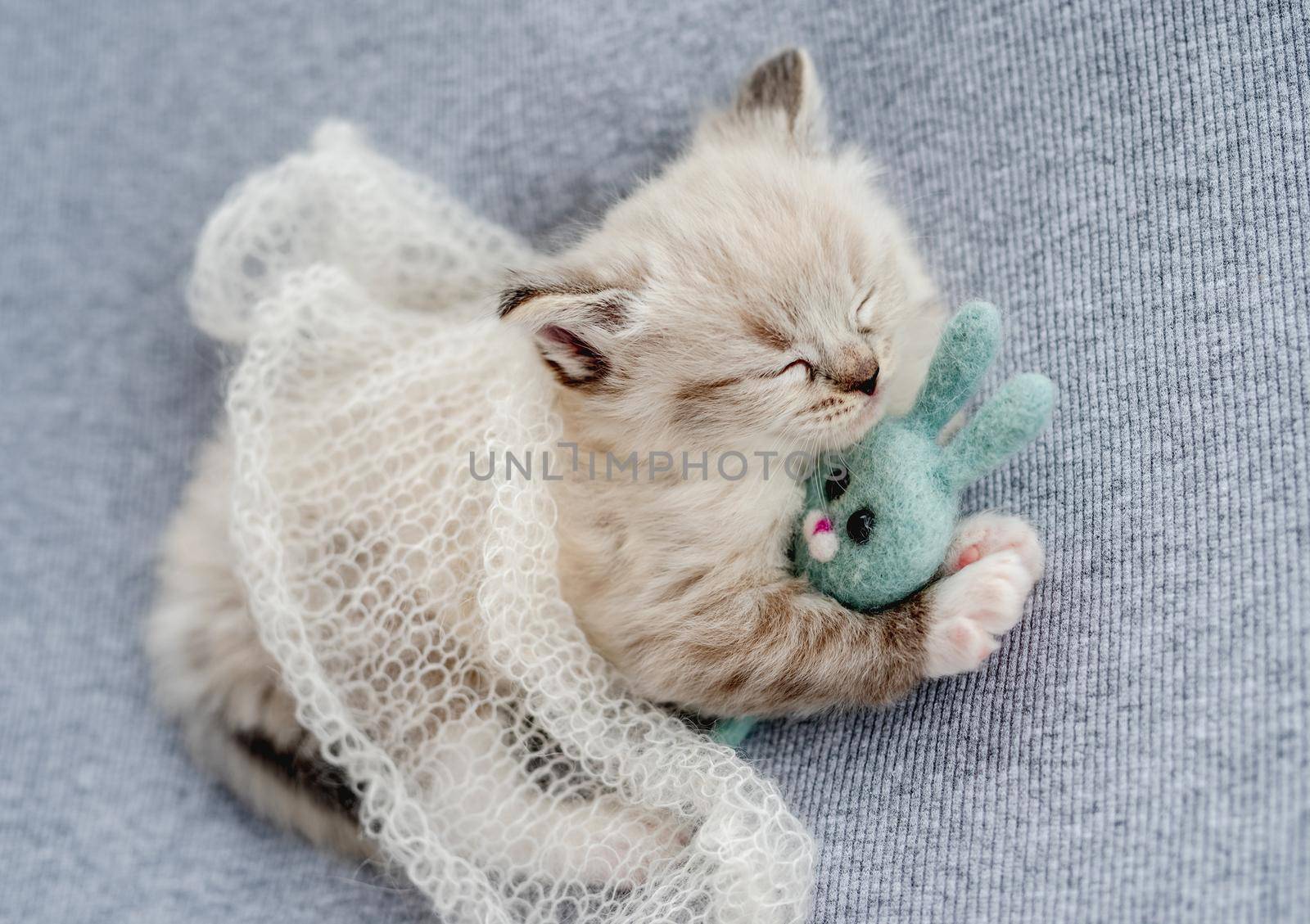 Adorable little fluffy ragdoll kitten sleeping under knitted blanket hugging toy rabbit on light blue fabric during newborn style photoshoot in studio. Cute napping kitty cat portrait