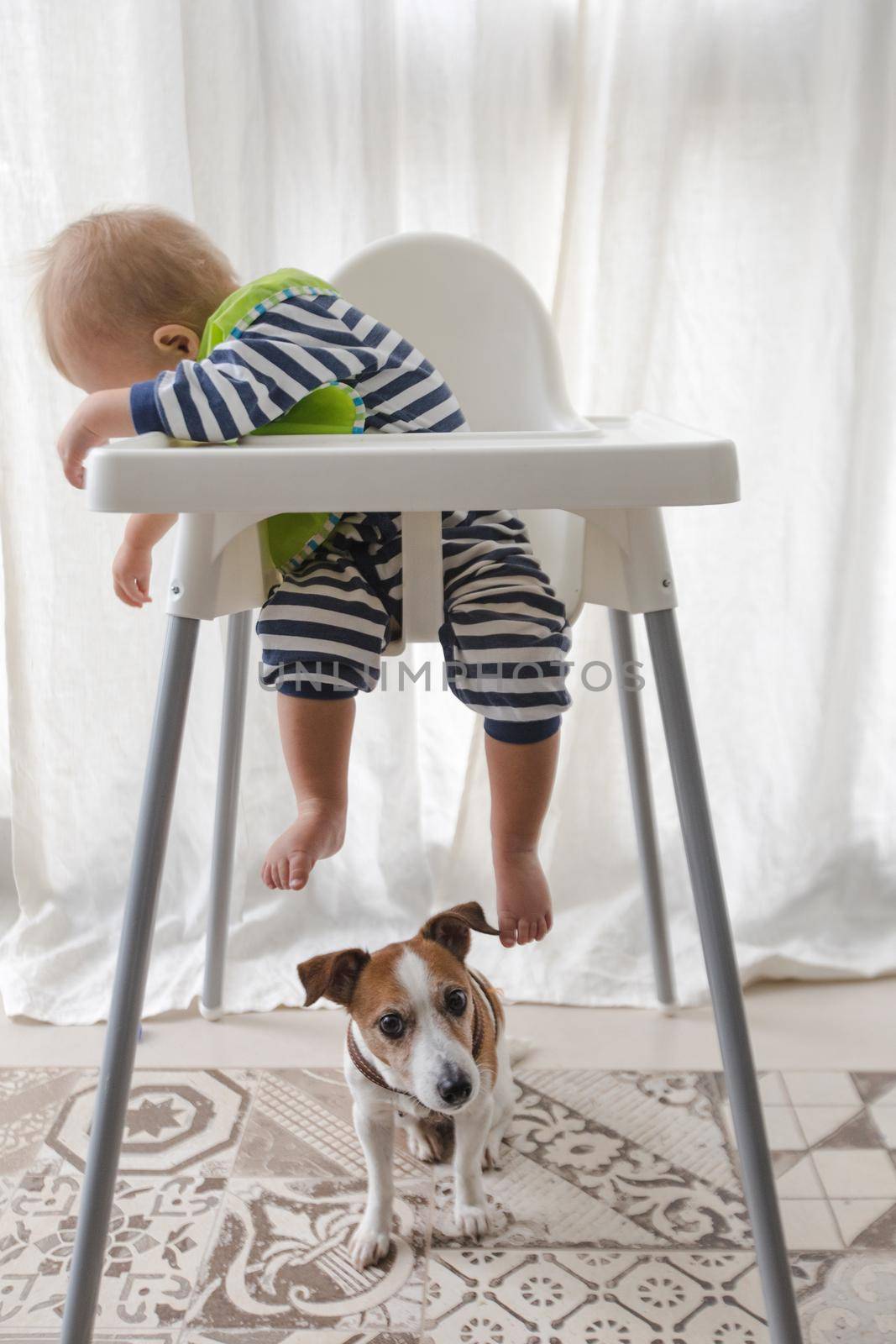 Adorable little boy sitting and small dog under child high chair looking at camera