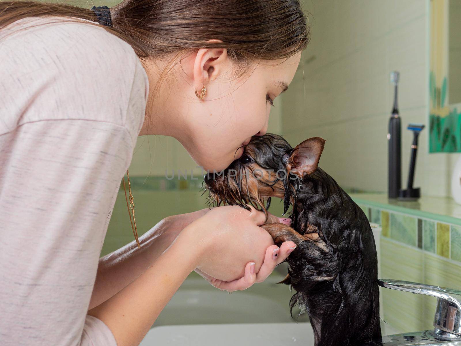 Caring for your pet. Bathing a small dog in a bathtub underwater. Yorkshire Terrier in the hands of the owner. by Utlanov