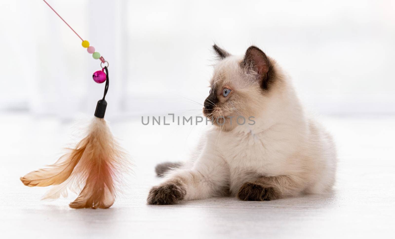 Cute fluffy ragdoll kitten witn beautiful blue eyes lying on the floor and looking at toy with feathers hold by owner. Portrait of american breed feline kitty at home. Little purebred domestic cat