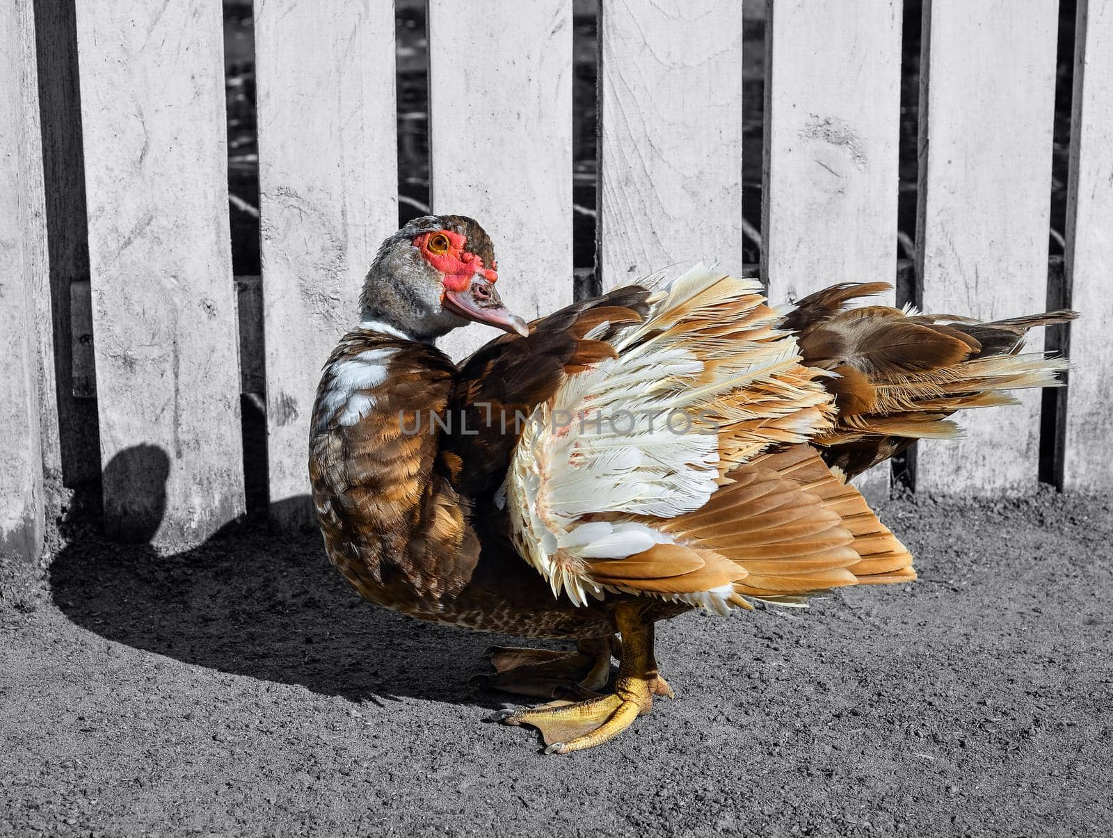 Portrait of Muscovy duck bird full length close up. Standing Duck on the farm.