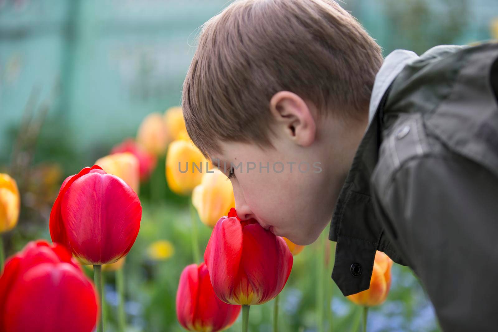 A child sniffs flowers. The boy near the tulips. The smell of spring flowers