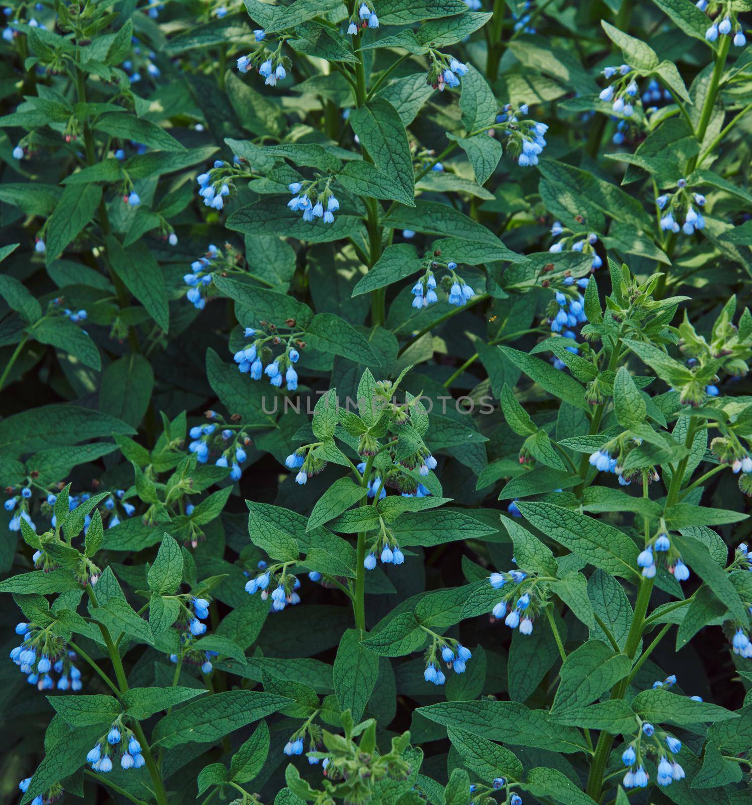 Shrub of comfrey flowers in summer garden, medicinal herb