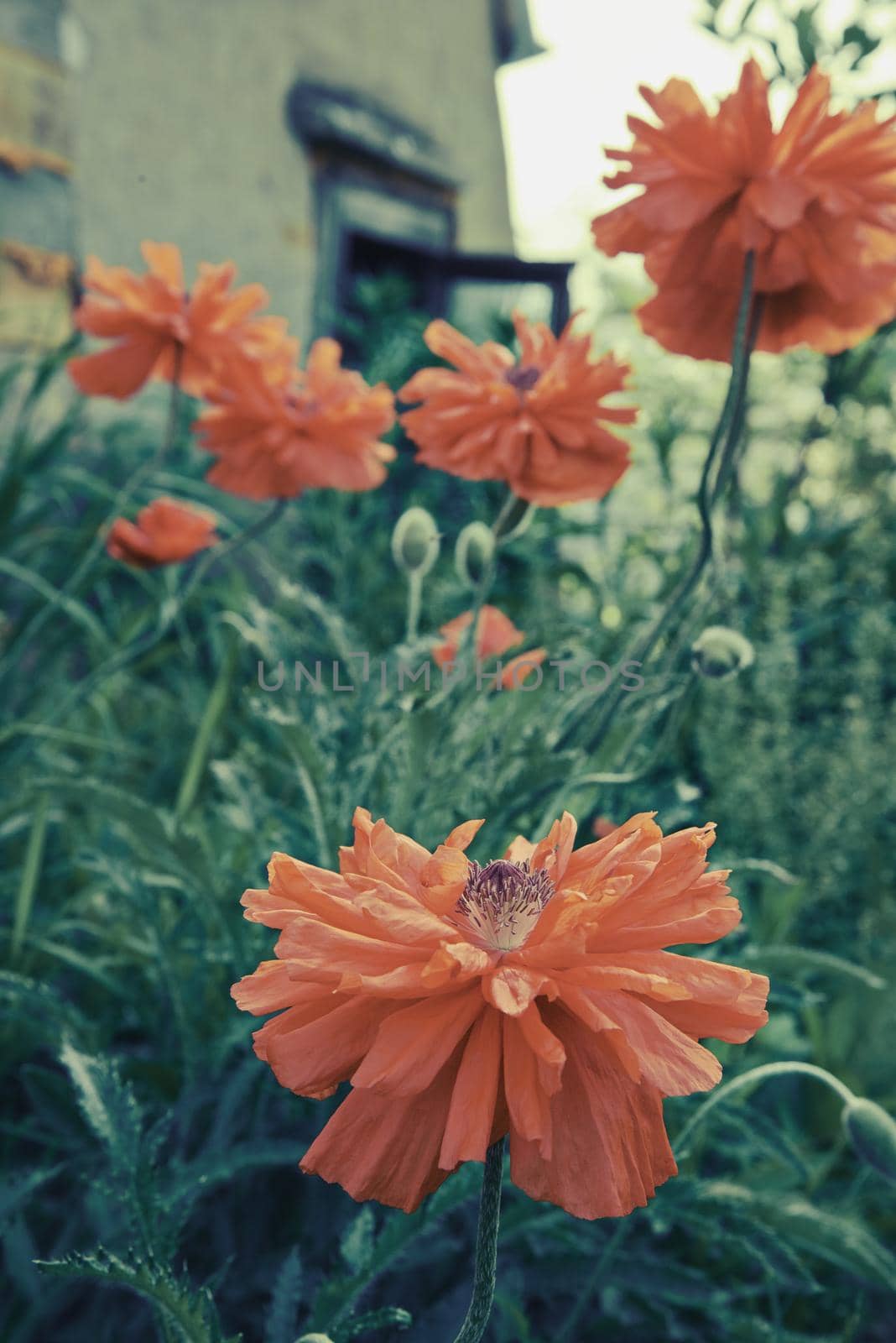 Red poppy flowers in the garden outdoor