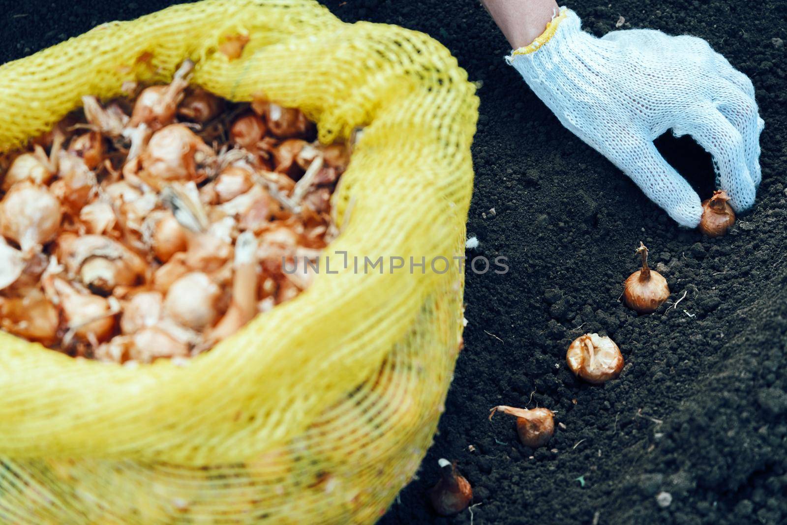 Female gardener is planting onion seedlings in the soil, face is not visible, agriculture