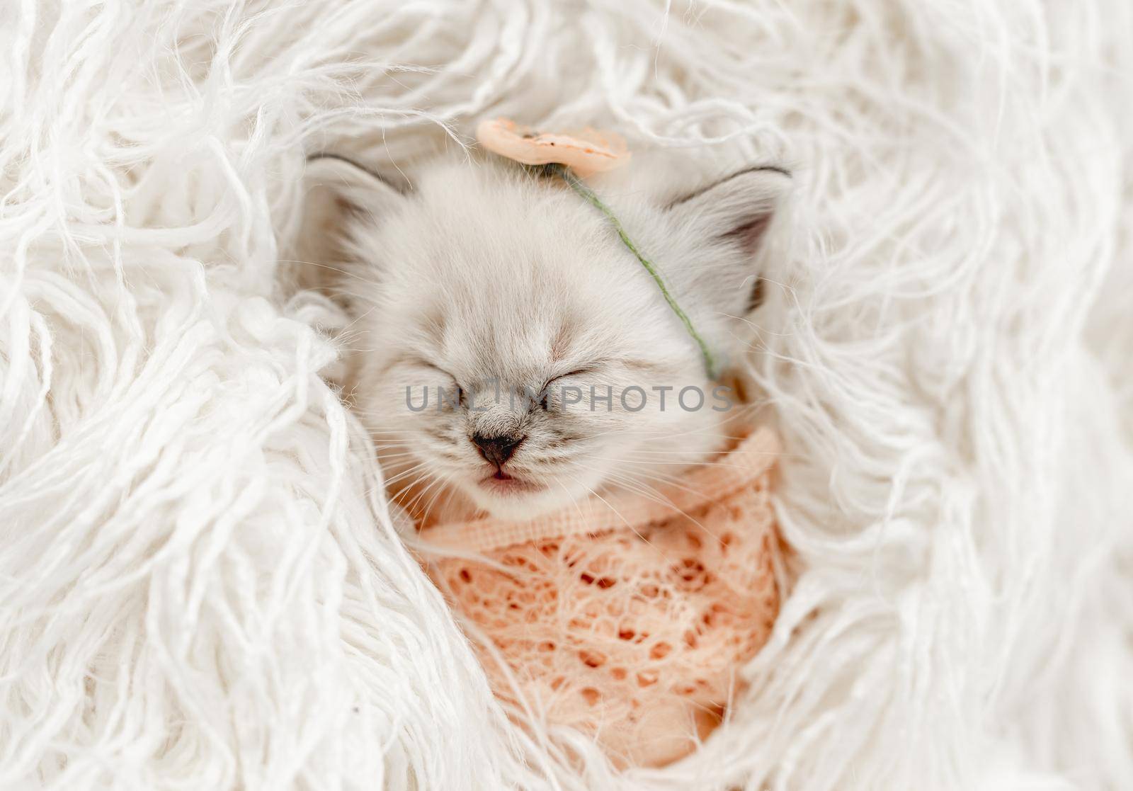 Adorable little ragdoll kitten sweety sleeping swaddled in fur and knitted blanket with flower on its head during newborn style photoshoot in studio. Cute purebred kitty portrait