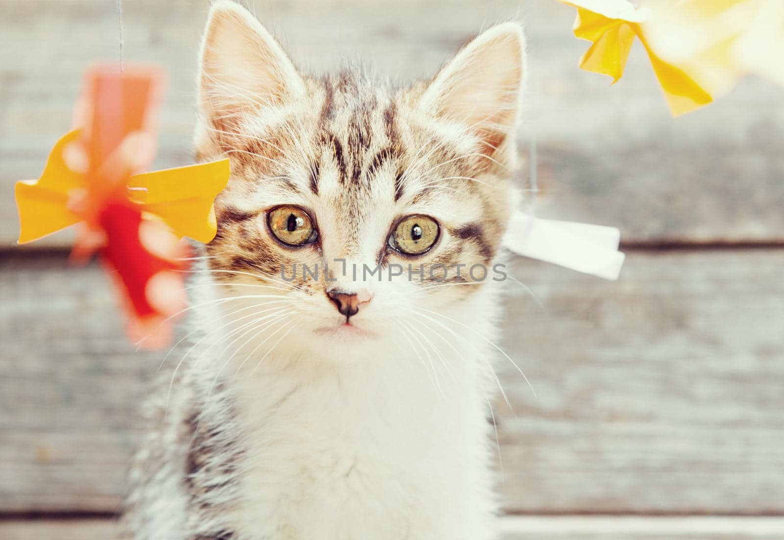 Cute little kitten sits among colorful paper bows and looks at camera