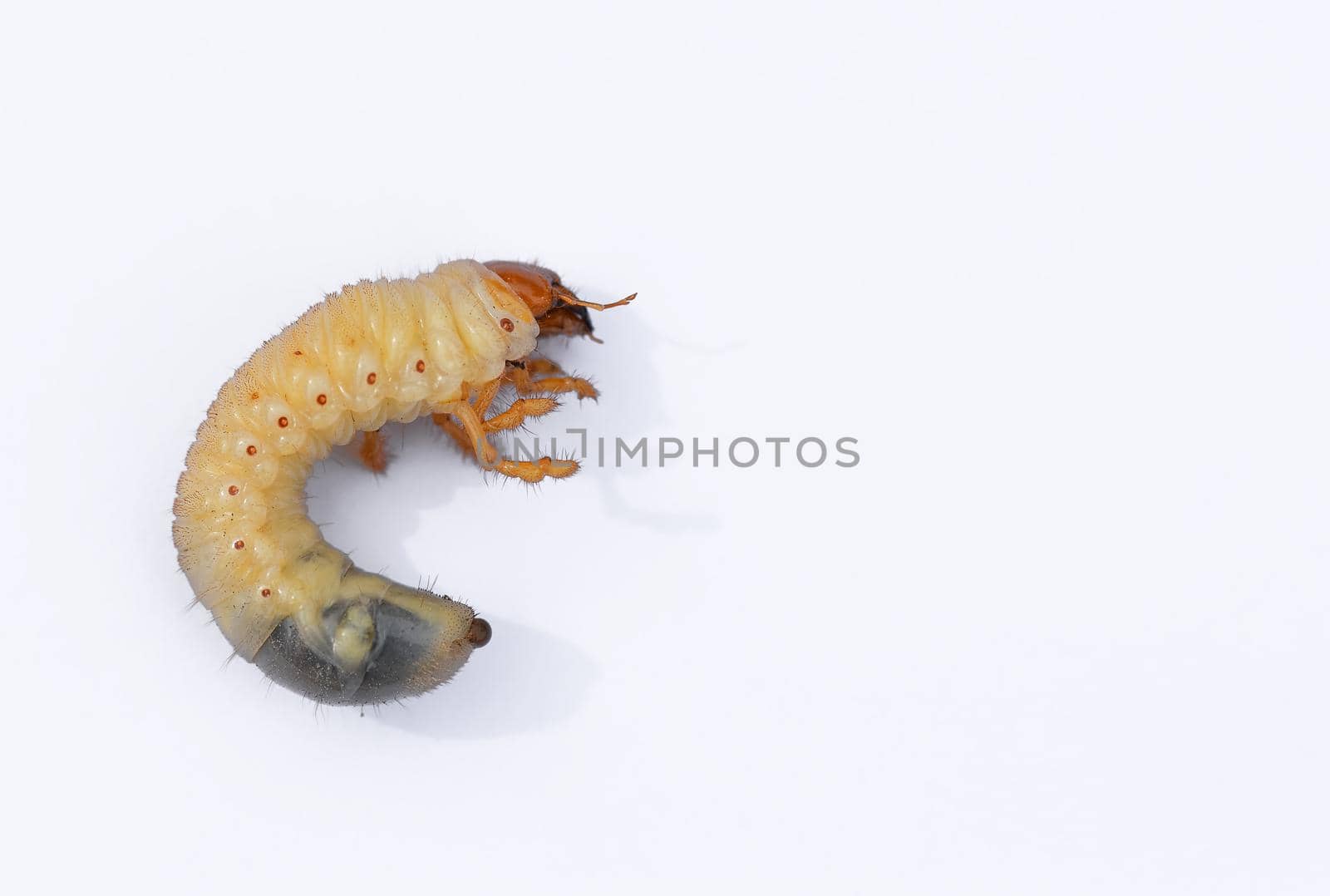 Beetle grub isolated on white background. Coconut rhinoceros beetle. Larva on white background.