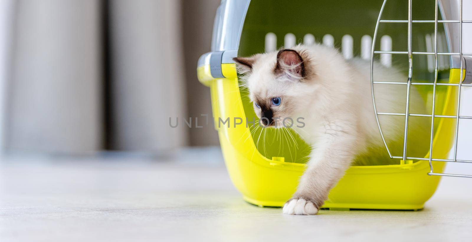 Adorable white ragdoll cat goes out from pet carrying for transportation. Purebred fluffy domestic feline animal and basket with metal lattice opened