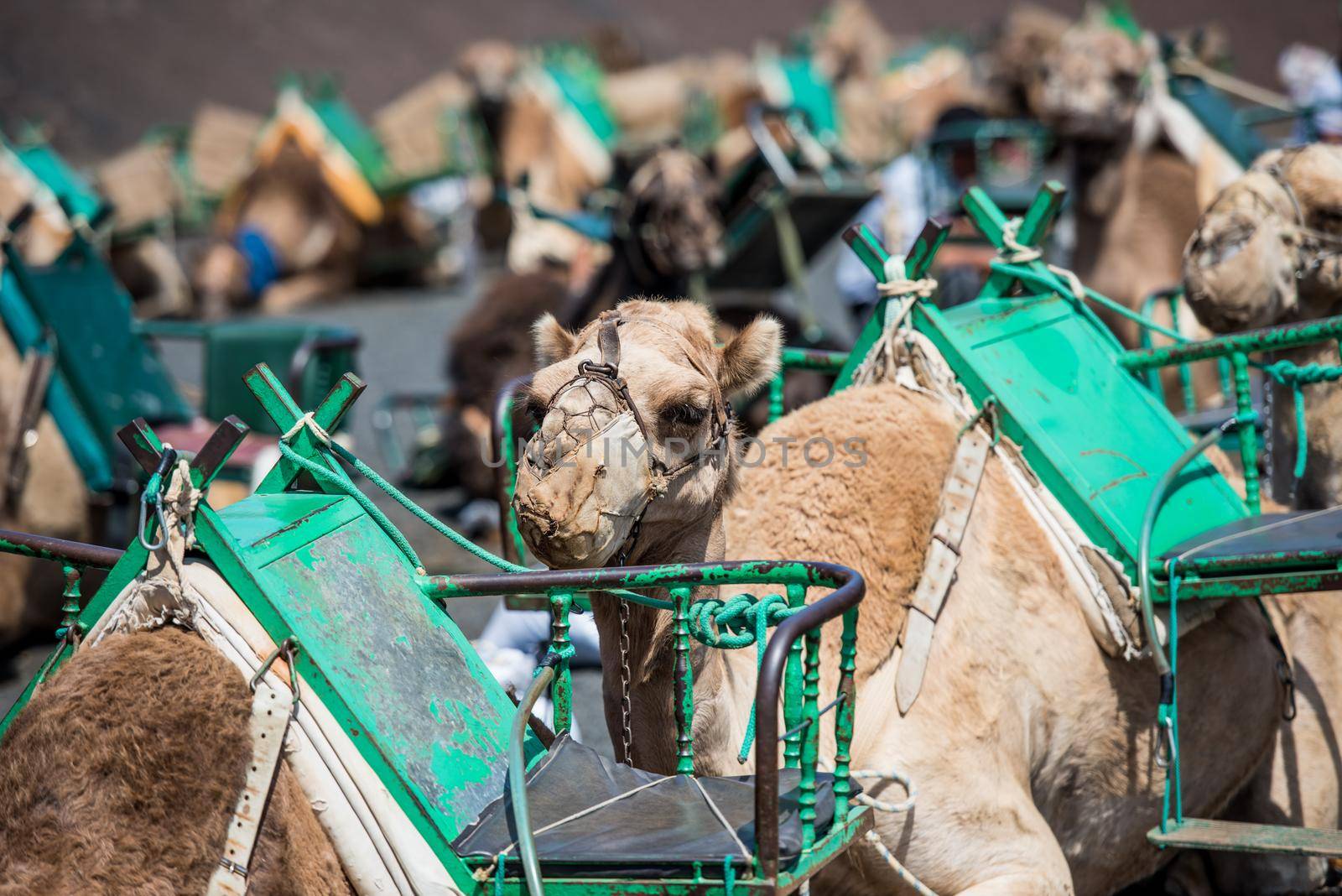 camel rests in the middle of the road