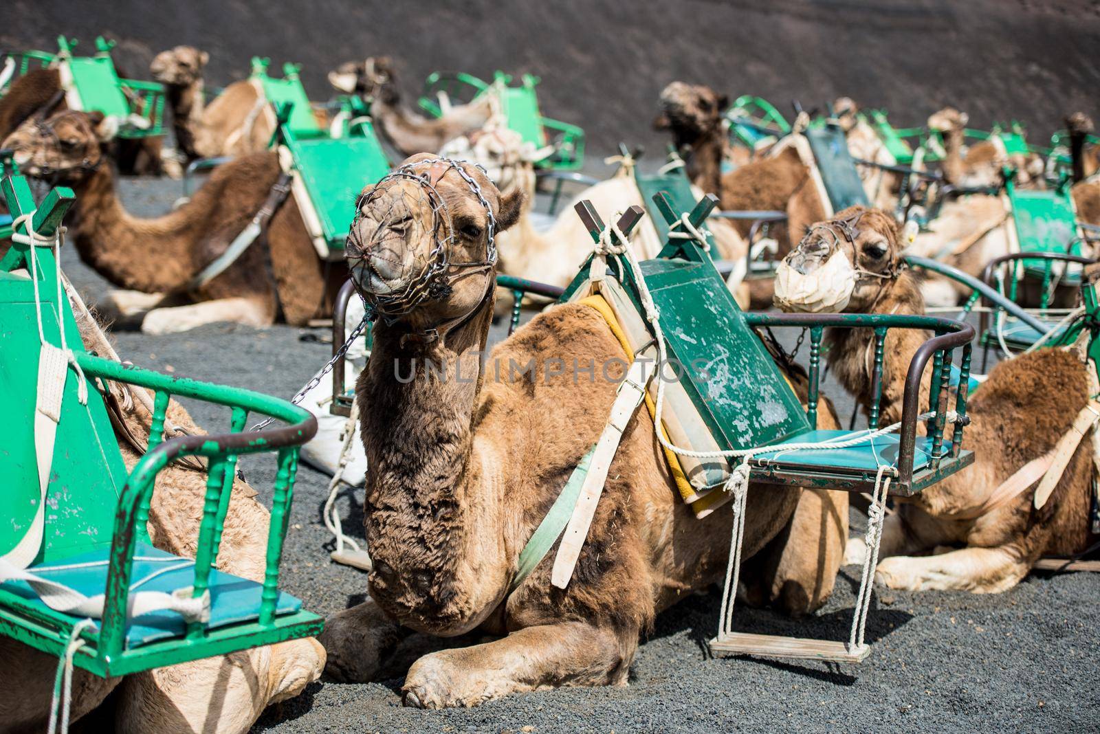 resting touristic camelcade on Lanzarote of the Canary islands