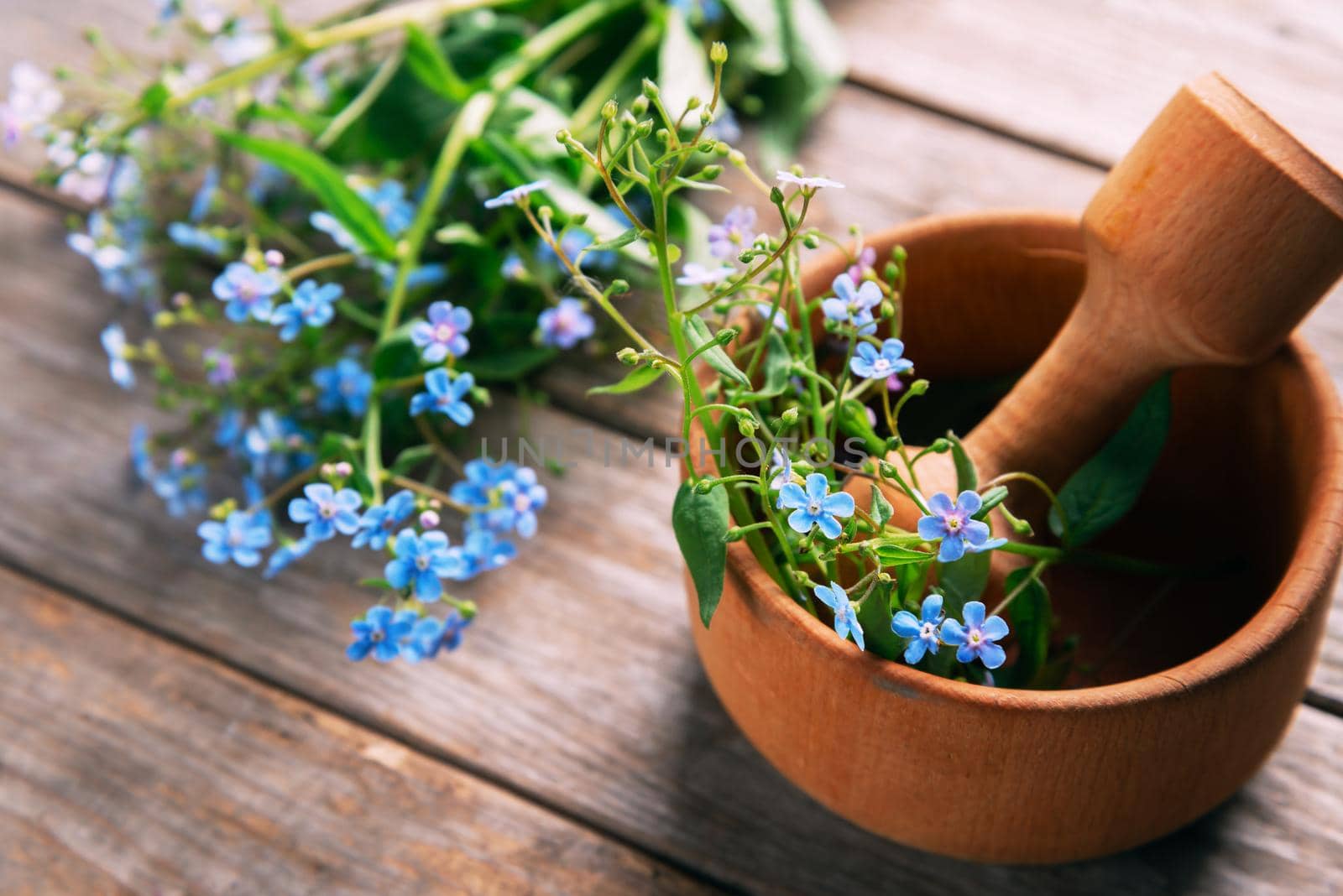 Forget-me-not flowers in mortar with pestle on wooden background