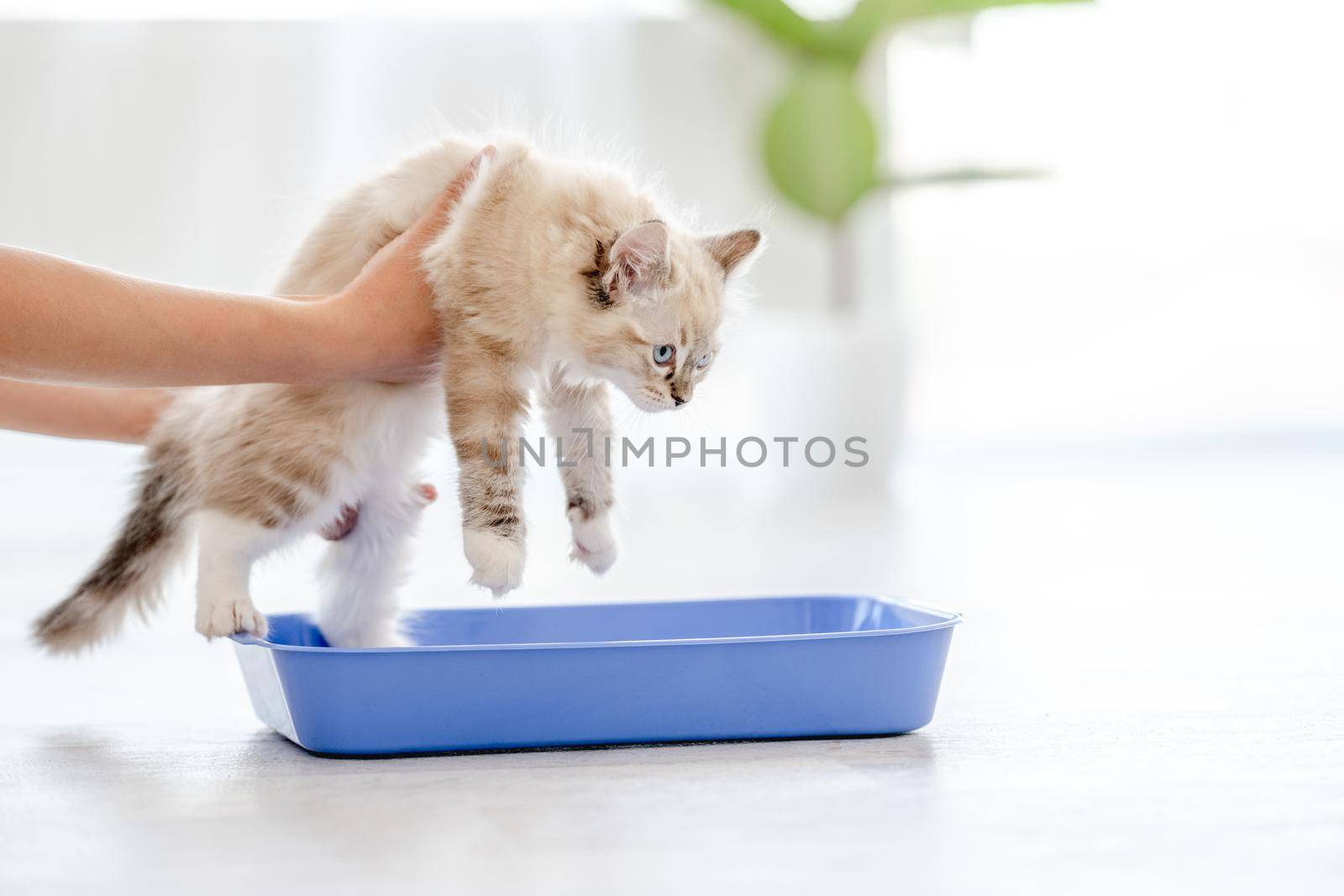 Owner holding lovely fluffy white ragdoll cat sitting in blue tray and teaching it goes to toilet place. Beautiful purebred feline pet outdoors