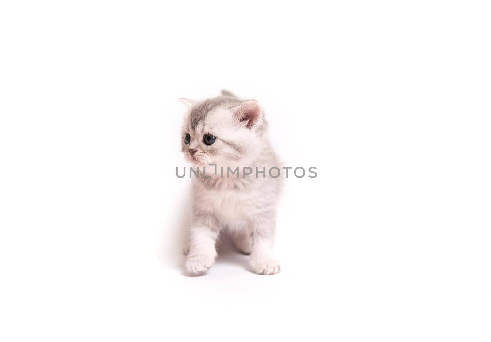Little fluffy Scottish kitten isolated on white background