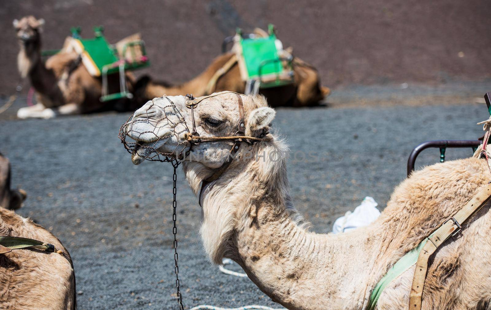 camel rests in the middle of the road