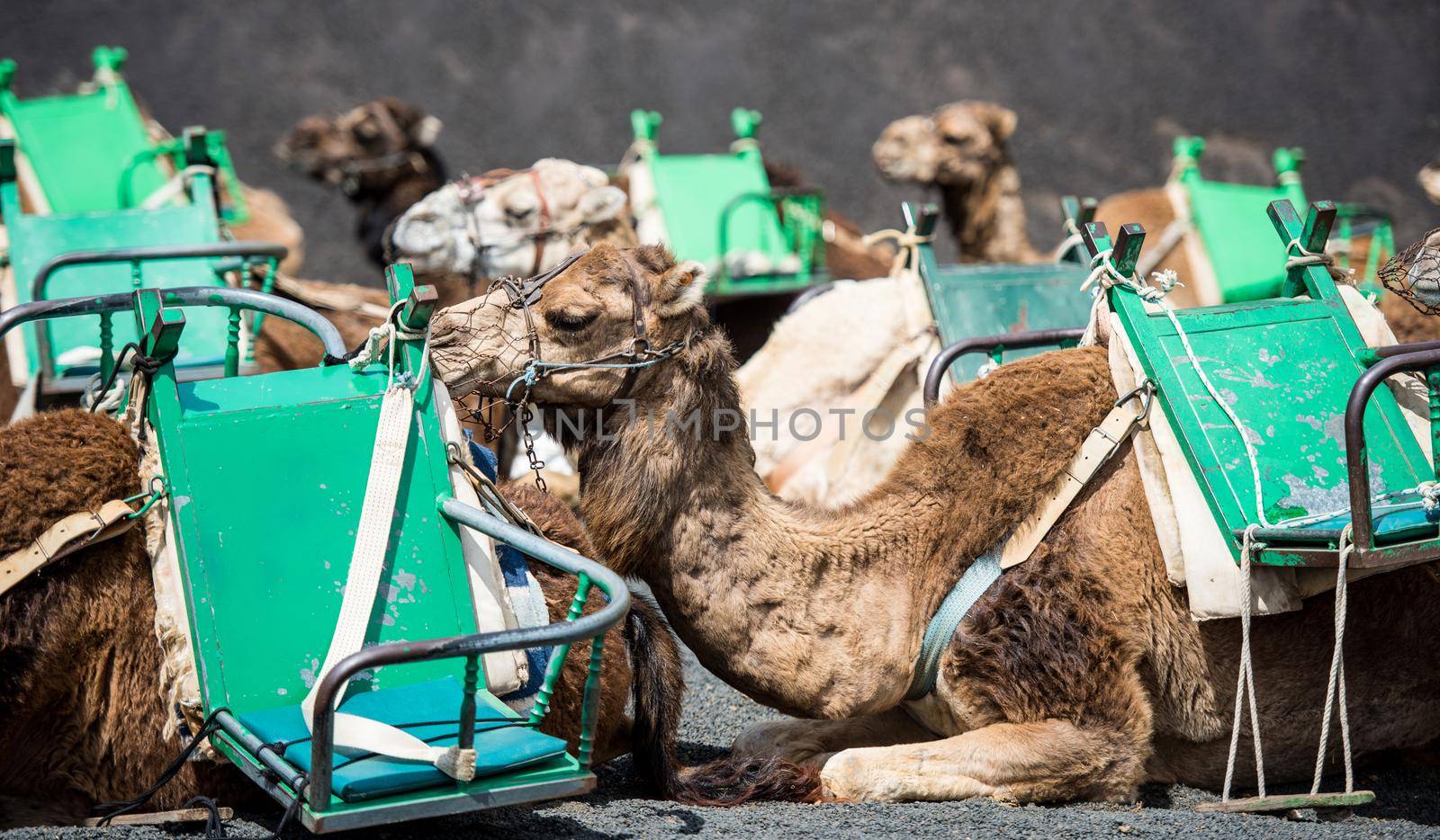 resting touristic camelcade on Lanzarote of the Canary islands