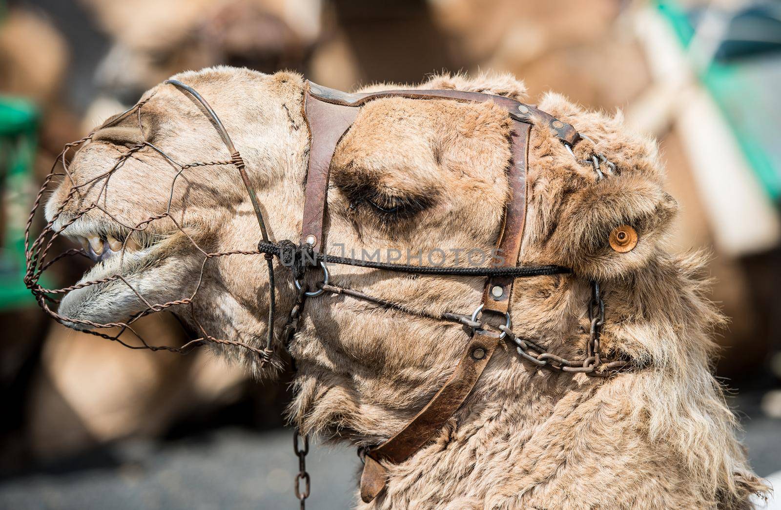 resting touristic camelcade on Lanzarote of the Canary islands