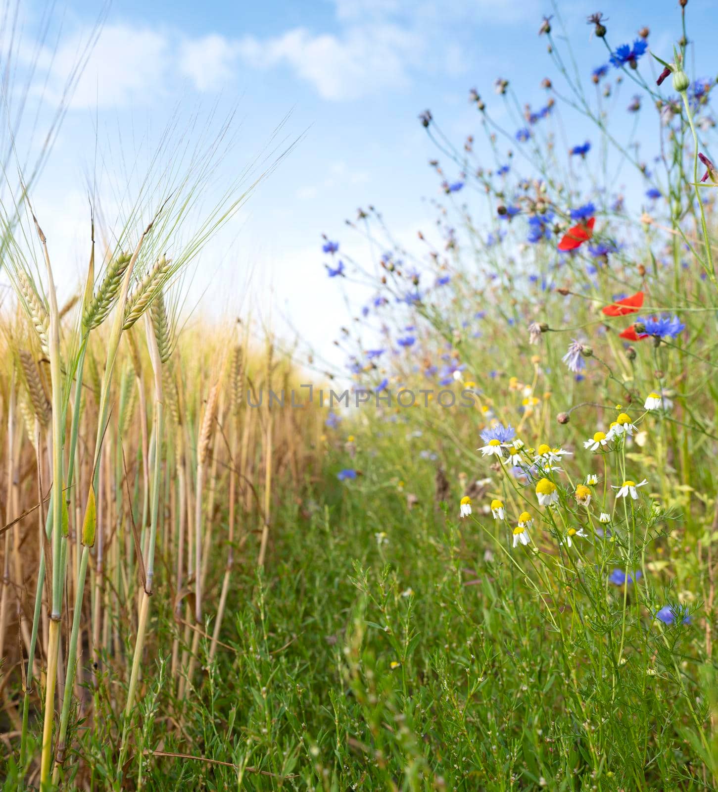 corn field and summer flowers under blue sky on the dutch island of texel under blue summer sky in the netherlands