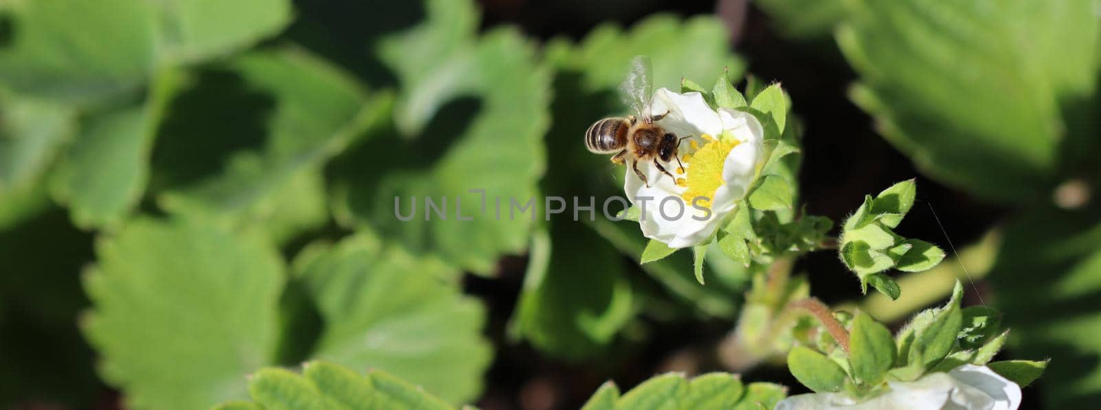 Blooming strawberry with flying bee on an organic farm. Gardening concept