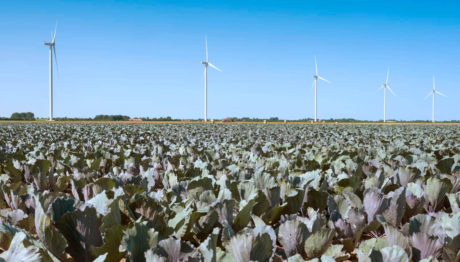field with red cabbage and wind turbines in wieringermeer in the netherlands by ahavelaar