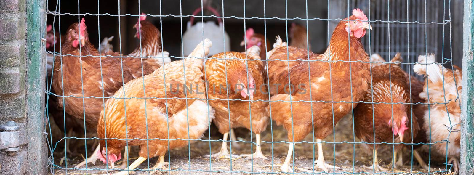 brown chickens behind fence on farm by ahavelaar