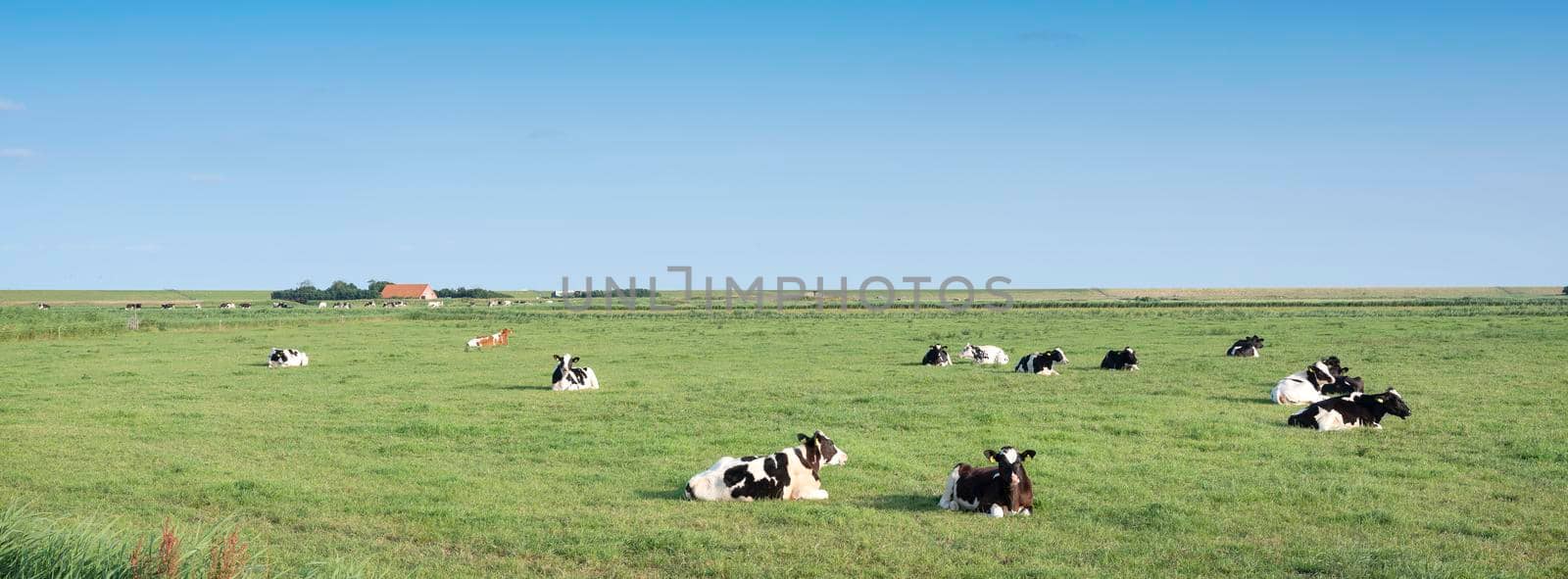 young spotted cows in green grass of meadow under blue sky on dutch island of texel in summer in the netherlands