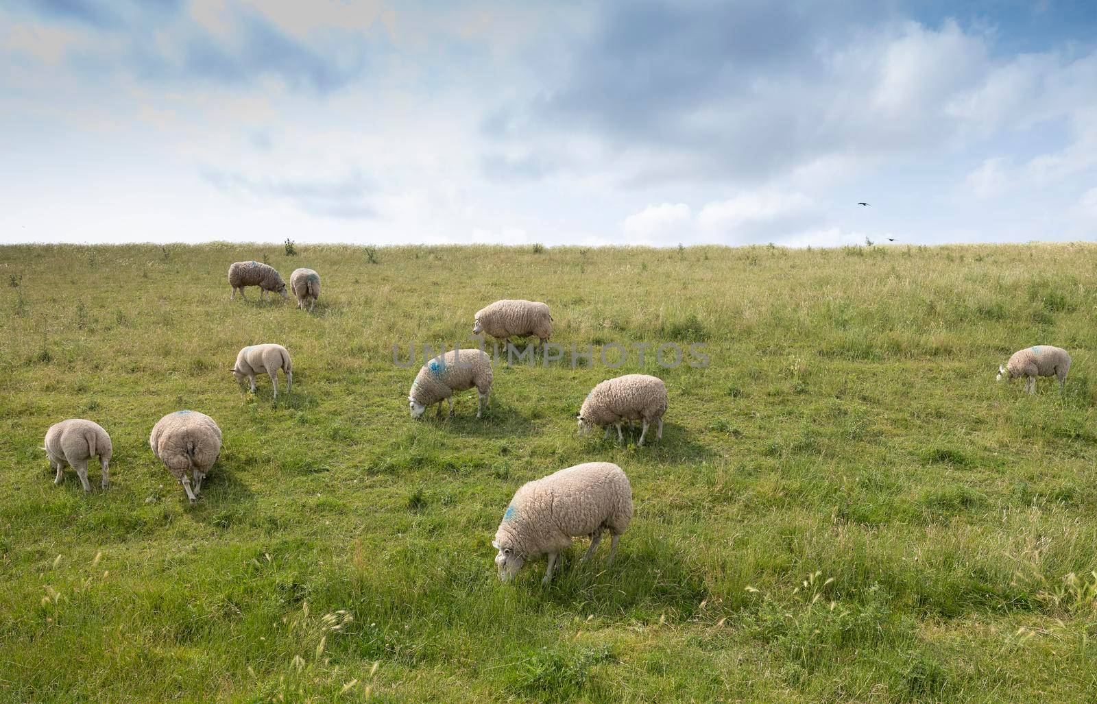 sheep on grass dike under blue sky in the netherlands by ahavelaar
